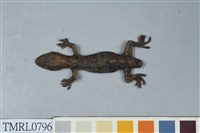 藏品(鉛山壁虎)的圖片